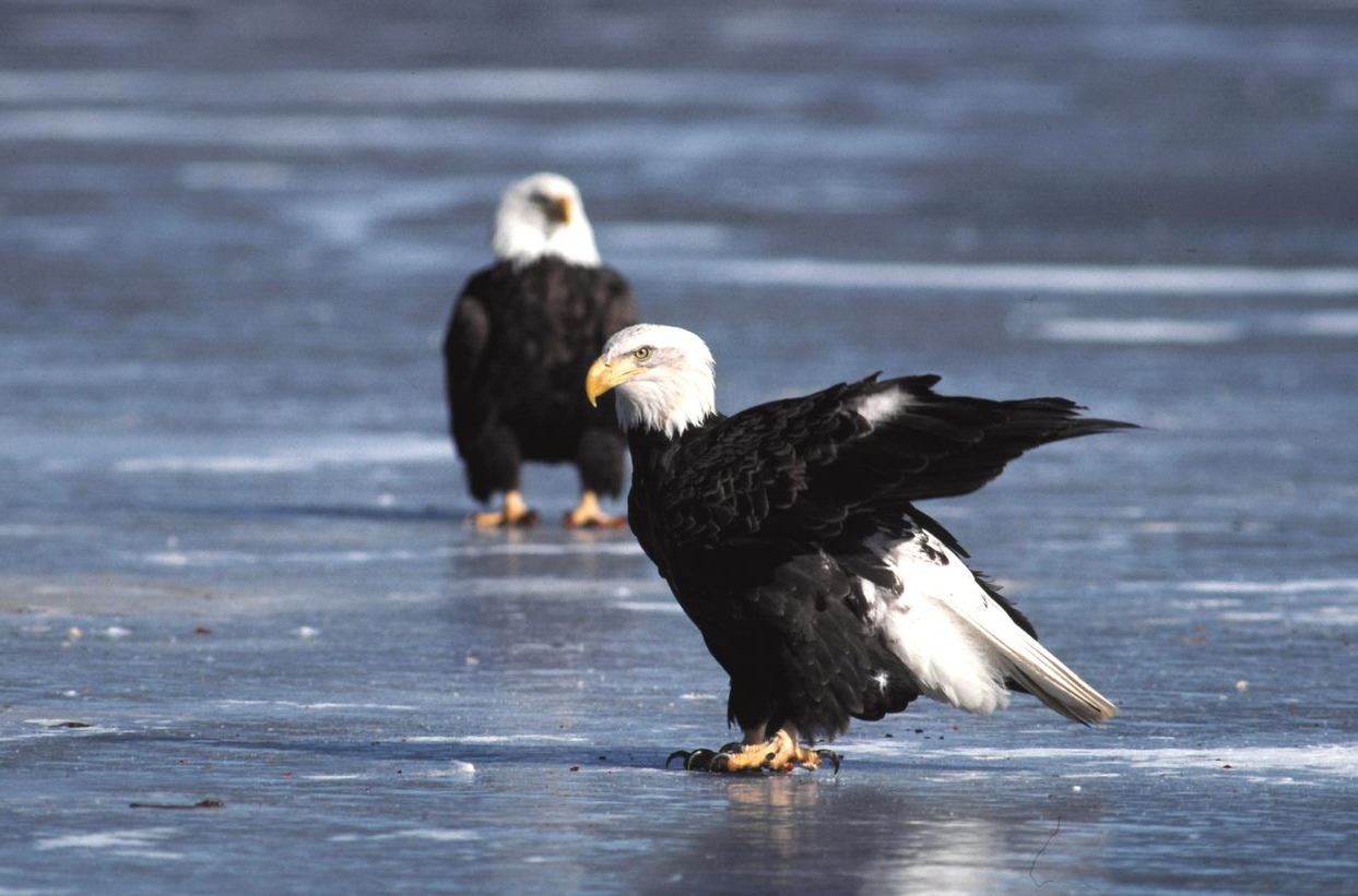Watch for bald eagles this winter | Mass.gov